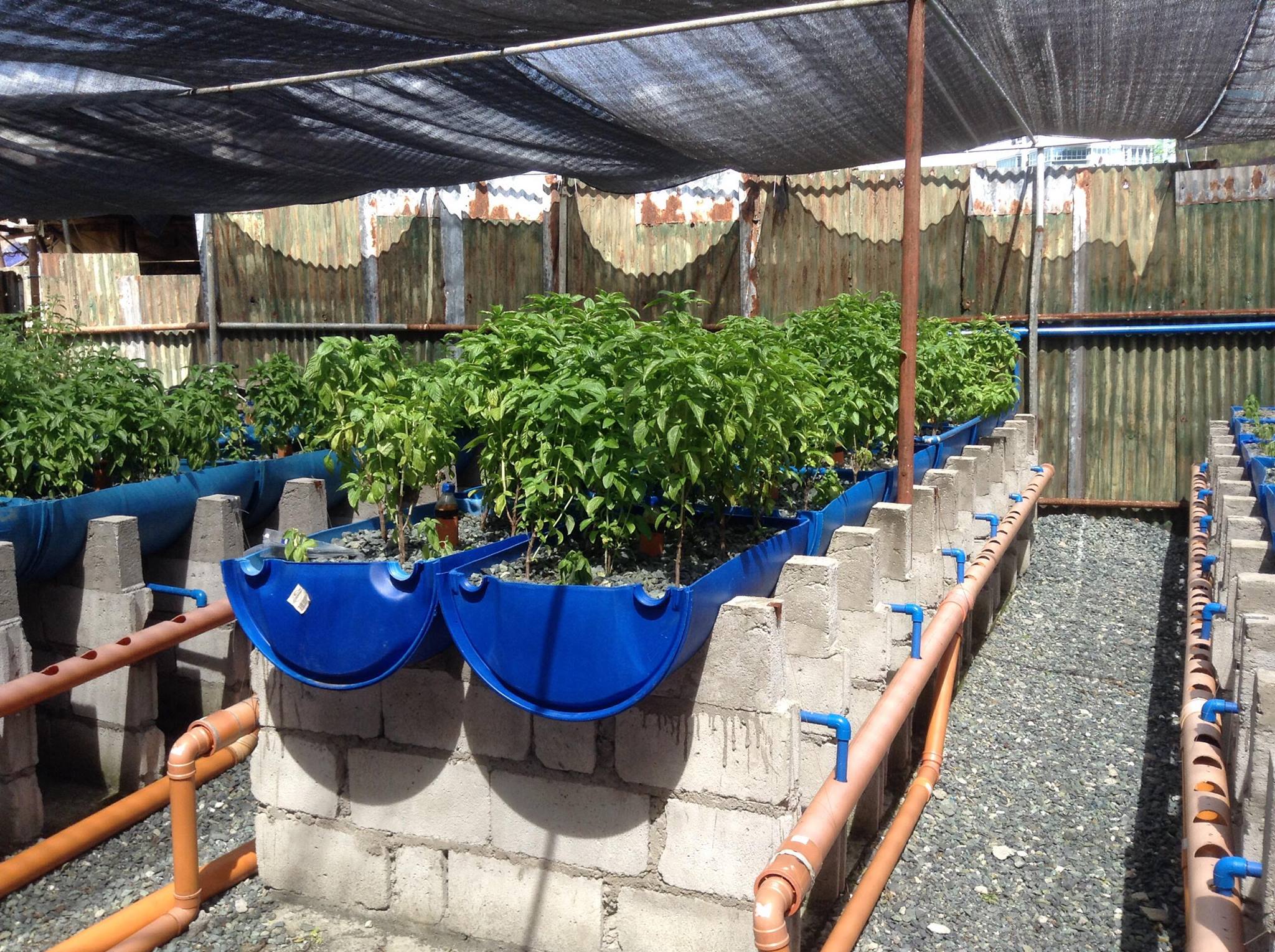 aquaponics systems for sale in trinidad - aquaponic